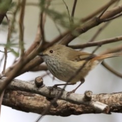 Acanthiza pusilla (Brown Thornbill) at ANBG - 11 Aug 2020 by Alison Milton