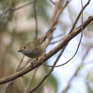 Acanthiza pusilla at Acton, ACT - 11 Aug 2020