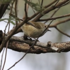 Acanthiza pusilla at Acton, ACT - 11 Aug 2020