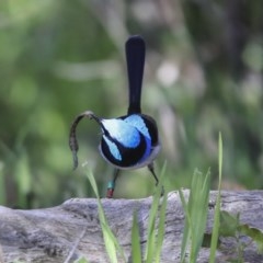Malurus cyaneus (Superb Fairywren) at Acton, ACT - 11 Aug 2020 by AlisonMilton
