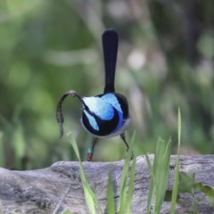 Malurus cyaneus (Superb Fairywren) at Acton, ACT - 11 Aug 2020 by Alison Milton