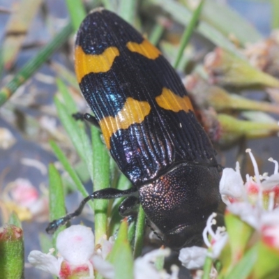 Castiarina hoffmanseggii (Jewel Beetle) at Black Mountain - 21 Dec 2020 by Harrisi