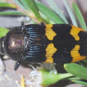 Castiarina hoffmanseggii at Downer, ACT - 22 Dec 2020 12:44 AM