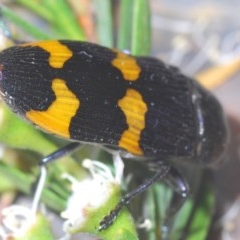 Castiarina hoffmanseggii at Downer, ACT - 22 Dec 2020 12:44 AM