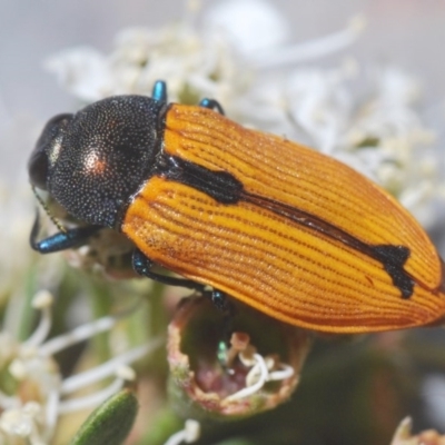 Castiarina subpura (A jewel beetle) at Downer, ACT - 21 Dec 2020 by Harrisi