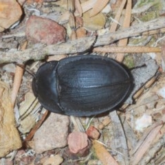 Celibe limbata (Pie-dish beetle) at Mount Jerrabomberra - 23 Dec 2020 by Harrisi