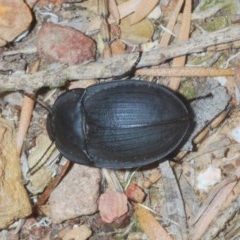 Celibe limbata (Pie-dish beetle) at QPRC LGA - 23 Dec 2020 by Harrisi