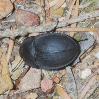 Celibe limbata (Pie-dish beetle) at QPRC LGA - 23 Dec 2020 by Harrisi