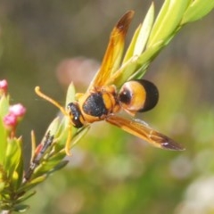 Anterhynchium nigrocinctum (A potter wasp) at Downer, ACT - 22 Dec 2020 by Harrisi