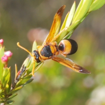 Eumeninae (subfamily) (Unidentified Potter wasp) at Downer, ACT - 22 Dec 2020 by Harrisi