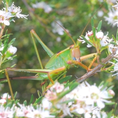 Terpandrus horridus (Sydney Gumleaf Katydid) at Wee Jasper, NSW - 24 Dec 2020 by Harrisi