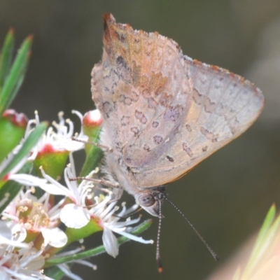 Paralucia aurifera (Bright Copper) at Wee Jasper, NSW - 24 Dec 2020 by Harrisi