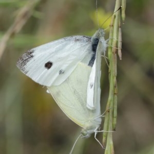 Pieris rapae at Majura, ACT - 25 Dec 2020