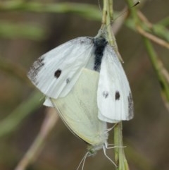 Pieris rapae at Majura, ACT - 25 Dec 2020