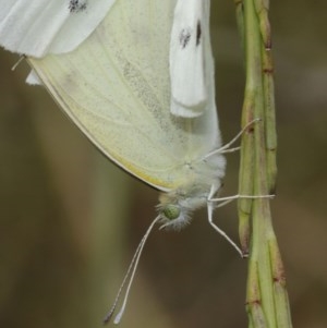 Pieris rapae at Majura, ACT - 25 Dec 2020