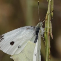 Pieris rapae at Majura, ACT - 25 Dec 2020