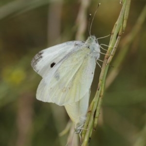 Pieris rapae at Majura, ACT - 25 Dec 2020