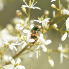 Castiarina hilaris (A jewel beetle) at QPRC LGA - 25 Dec 2020 by natureguy