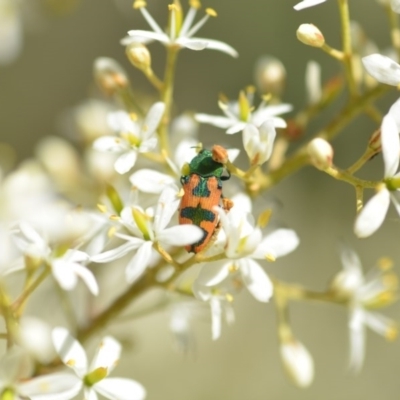 Castiarina hilaris (A jewel beetle) at QPRC LGA - 25 Dec 2020 by natureguy