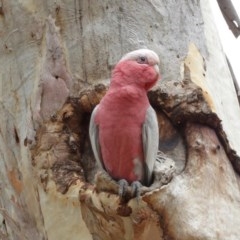 Eolophus roseicapilla (Galah) at Hackett, ACT - 25 Dec 2020 by Tim L