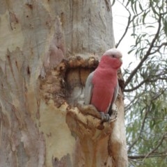 Eolophus roseicapilla at Hackett, ACT - suppressed