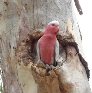 Eolophus roseicapilla at Hackett, ACT - 25 Dec 2020