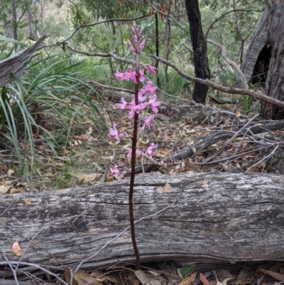 Dipodium roseum (Rosy Hyacinth Orchid) at Currawang, NSW - 19 Dec 2020 by camcols