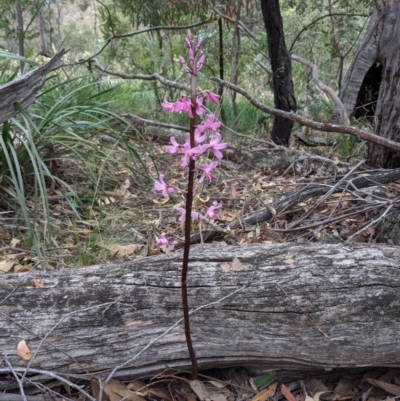 Dipodium roseum (Rosy Hyacinth Orchid) at Currawang, NSW - 18 Dec 2020 by camcols