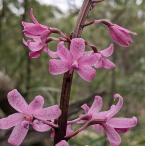 Dipodium roseum at Currawang, NSW - 19 Dec 2020