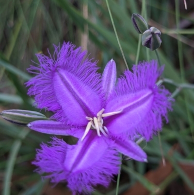 Thysanotus tuberosus subsp. tuberosus (Common Fringe-lily) at Currawang, NSW - 19 Dec 2020 by camcols