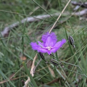 Thysanotus tuberosus subsp. tuberosus at Currawang, NSW - suppressed