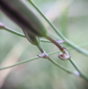 Thysanotus tuberosus subsp. tuberosus at Currawang, NSW - suppressed