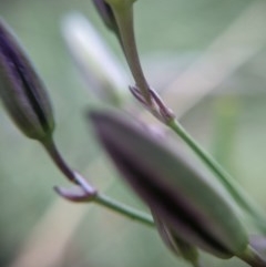 Thysanotus tuberosus subsp. tuberosus at Currawang, NSW - suppressed