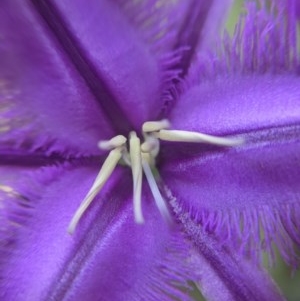 Thysanotus tuberosus subsp. tuberosus at Currawang, NSW - suppressed