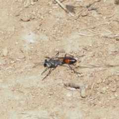 Podalonia tydei (Caterpillar-hunter wasp) at Mount Majura - 25 Dec 2020 by TimL