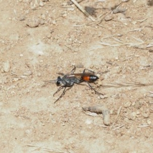 Podalonia tydei at Majura, ACT - 25 Dec 2020 12:30 PM