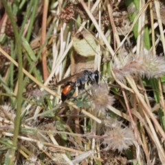 Podalonia tydei at Majura, ACT - 25 Dec 2020