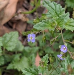 Veronica plebeia (Trailing Speedwell, Creeping Speedwell) at Currawang, NSW - 3 Dec 2020 by camcols