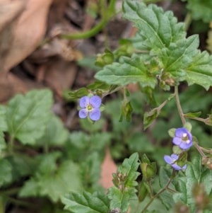 Veronica plebeia at Currawang, NSW - 3 Dec 2020