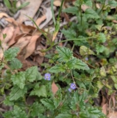 Veronica plebeia at Currawang, NSW - 3 Dec 2020