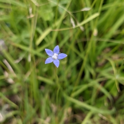 Wahlenbergia multicaulis (Tadgell's Bluebell) at Currawang, NSW - 23 Dec 2020 by camcols