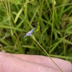 Wahlenbergia multicaulis at Currawang, NSW - suppressed