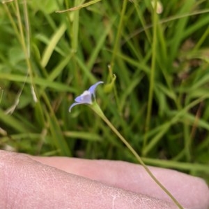 Wahlenbergia multicaulis at Currawang, NSW - suppressed