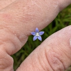 Wahlenbergia multicaulis at Currawang, NSW - suppressed