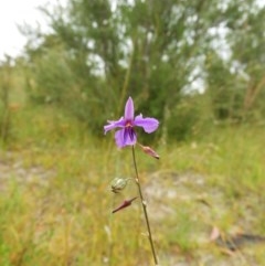 Arthropodium fimbriatum (Nodding Chocolate Lily) at Kambah, ACT - 26 Dec 2020 by MatthewFrawley