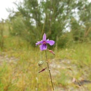 Arthropodium fimbriatum at Kambah, ACT - 26 Dec 2020