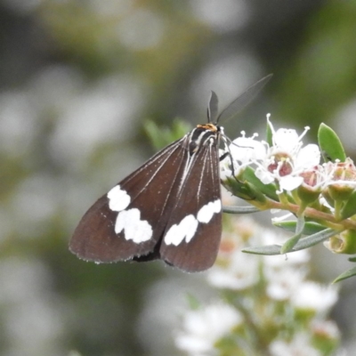Nyctemera amicus (Senecio Moth, Magpie Moth, Cineraria Moth) at Mount Taylor - 25 Dec 2020 by MatthewFrawley