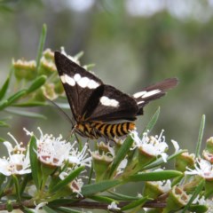 Nyctemera amicus at Kambah, ACT - 26 Dec 2020 09:04 AM