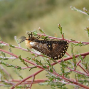 Epicoma contristis at Kambah, ACT - 26 Dec 2020