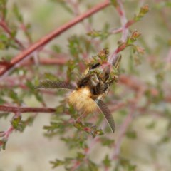 Epicoma contristis at Kambah, ACT - 26 Dec 2020